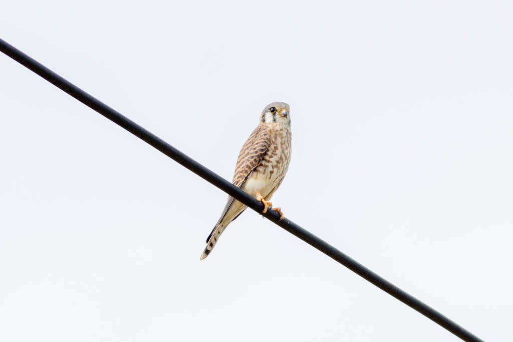 american-kestrel-1.jpeg