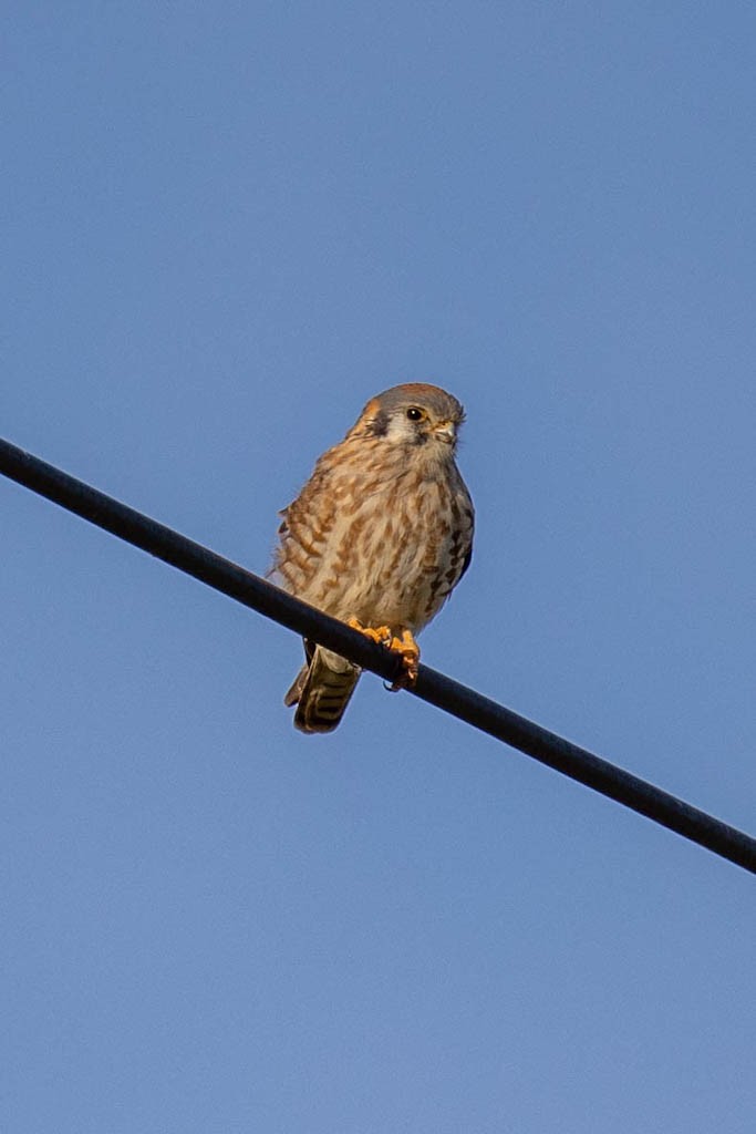 american-kestrel-2.jpeg