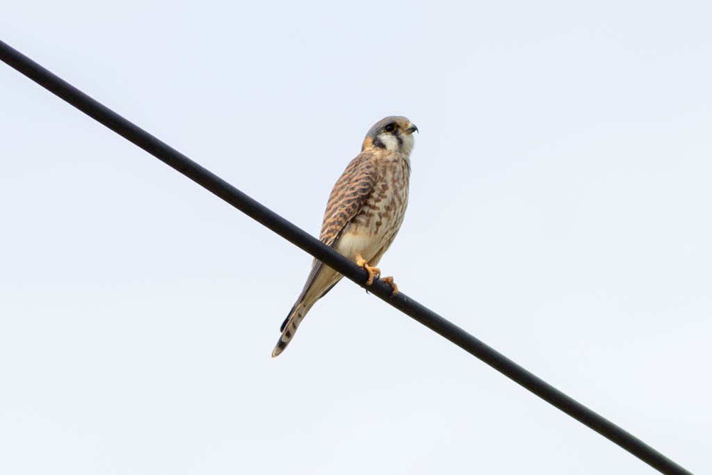 american-kestrel-3.jpeg