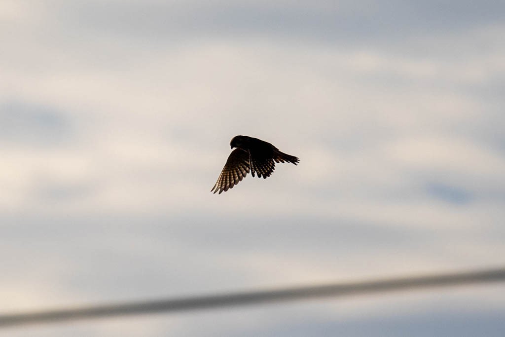 american-kestrel-hovering.jpeg