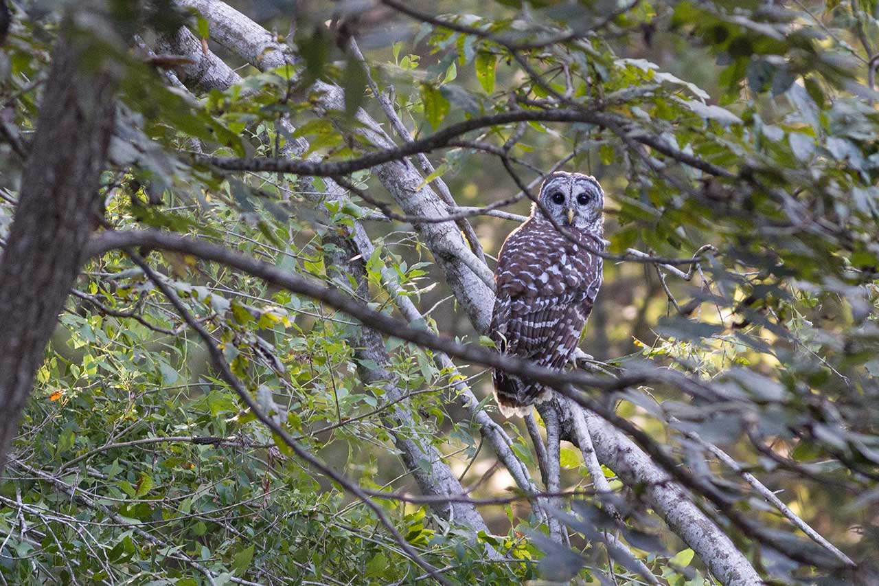 barred-owl-2.jpeg