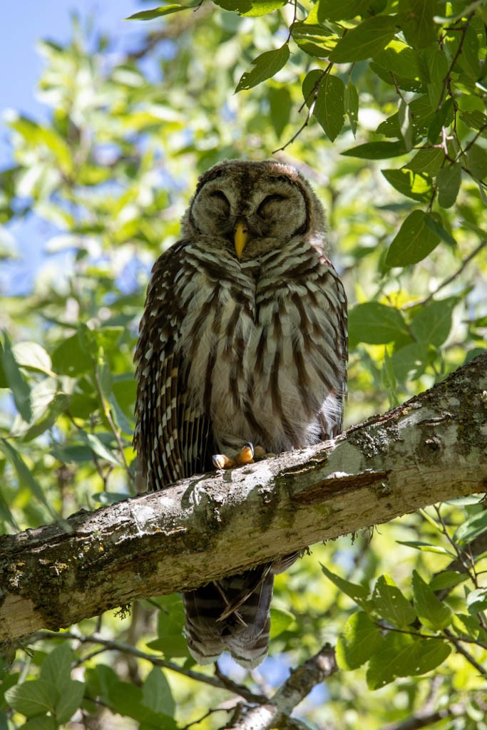 barred-owl-3.jpeg