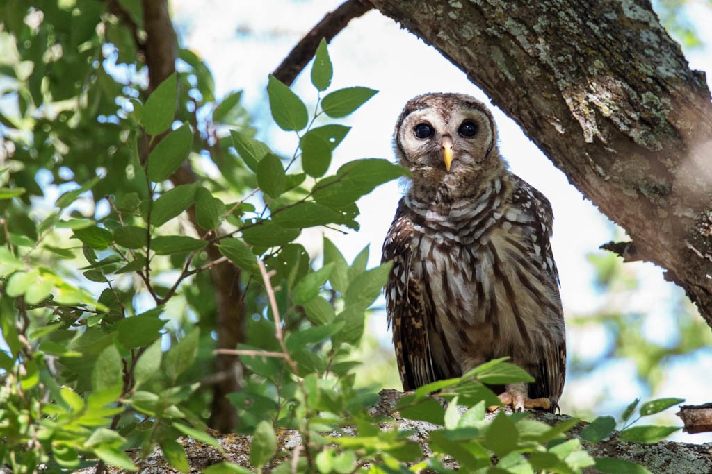 barred-owl-4.jpeg