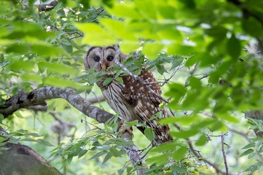 barred-owl-5.jpeg