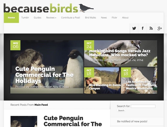becausebirds.com launch homepage.jpg