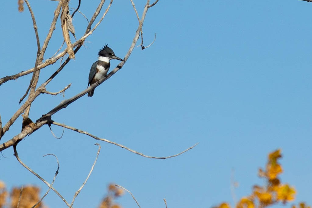 belted-kingfisher-1.jpeg