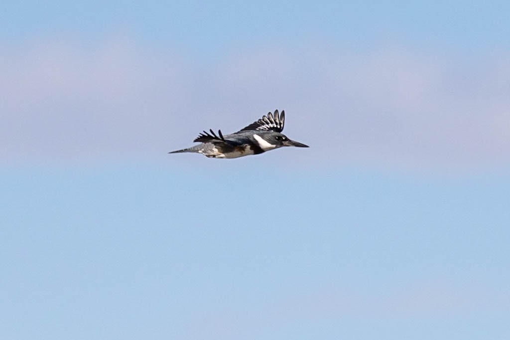 belted-kingfisher-2.jpeg