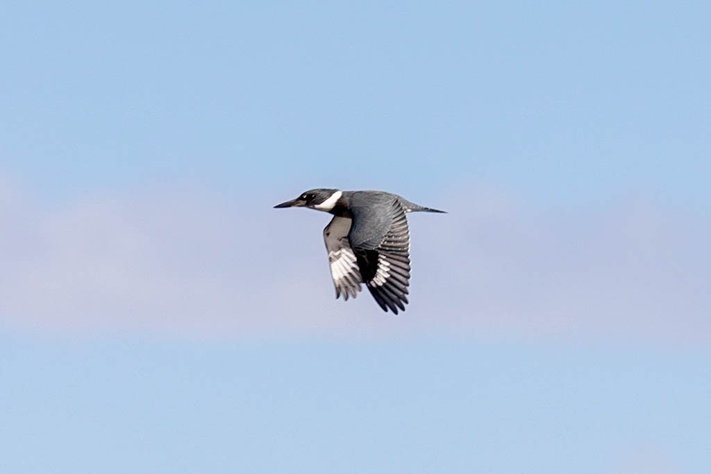 belted-kingfisher-3.jpeg