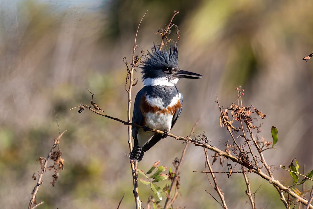 belted-kingfisher-4.jpeg