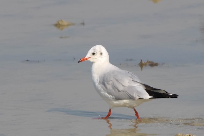 black-headed gull in dohat arad lagoon.jpg