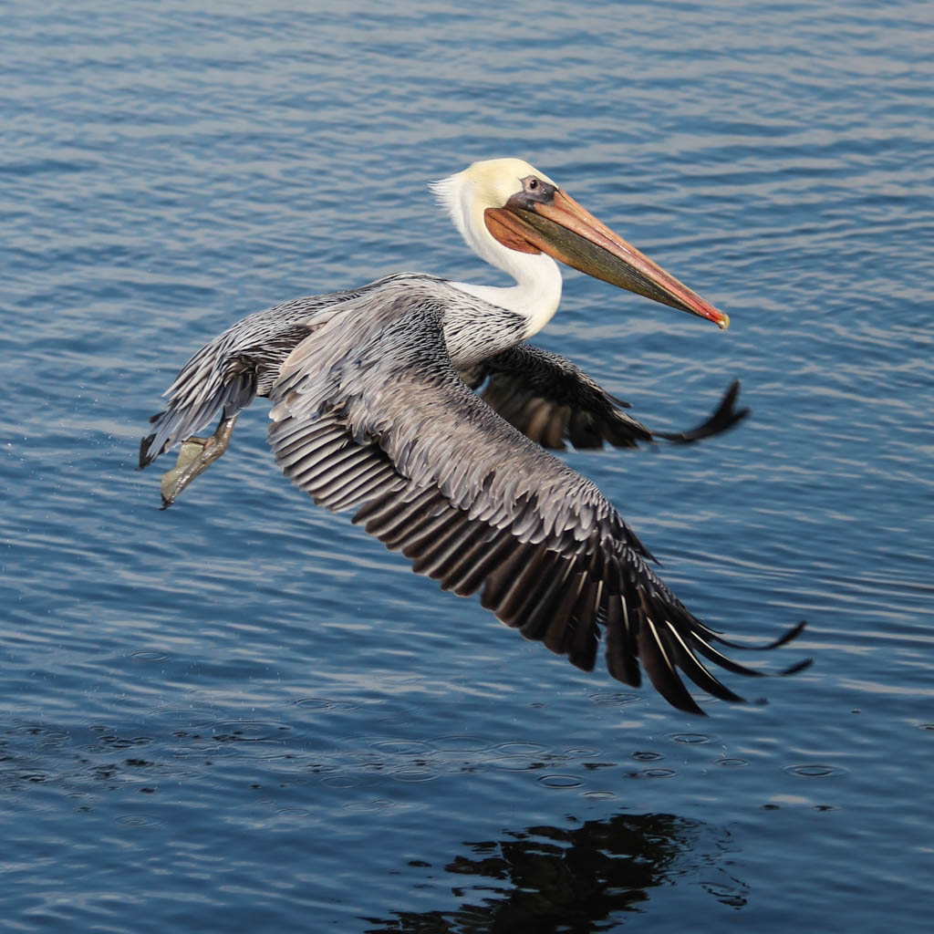 brown-pelican-0.jpeg