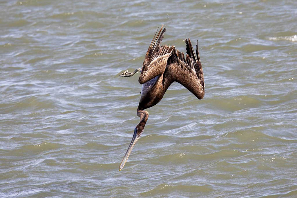 brown-pelican-1.jpeg