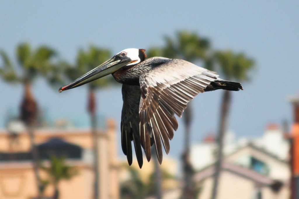 brown-pelican-3.jpeg