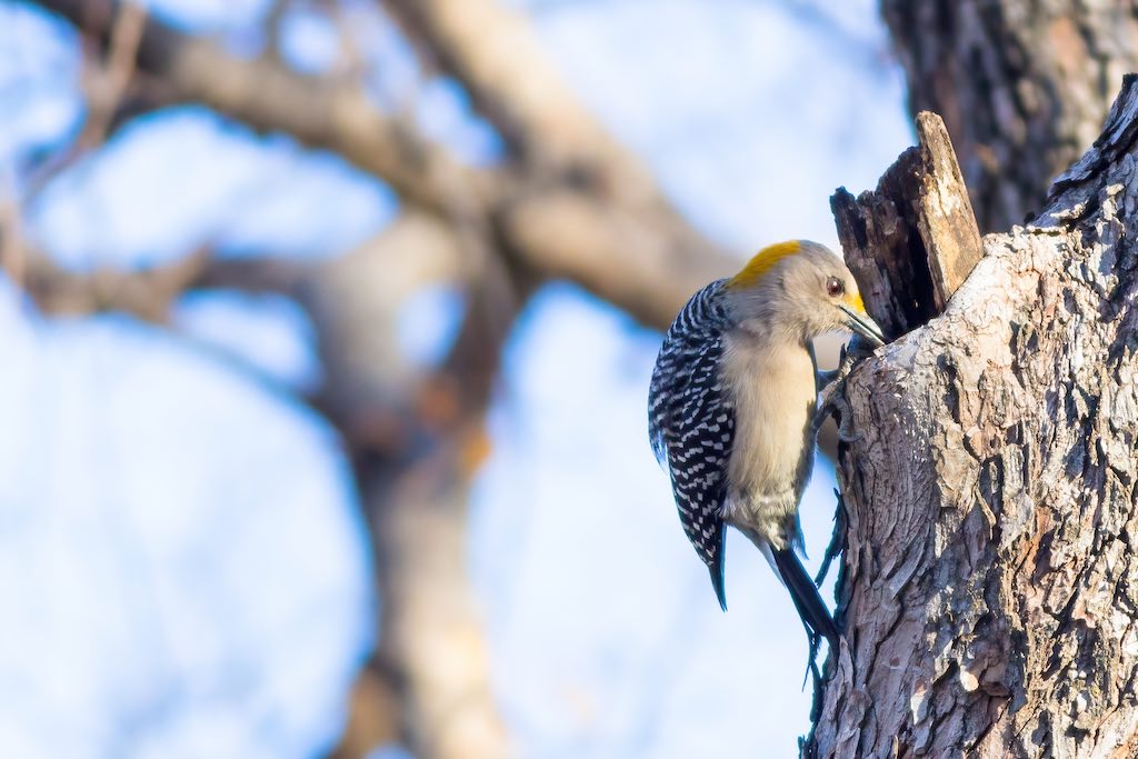 golden-fronted_woodpecker.jpg
