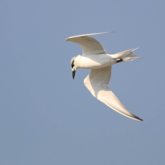 gull-billed tern in dohat arad lagoon.jpg