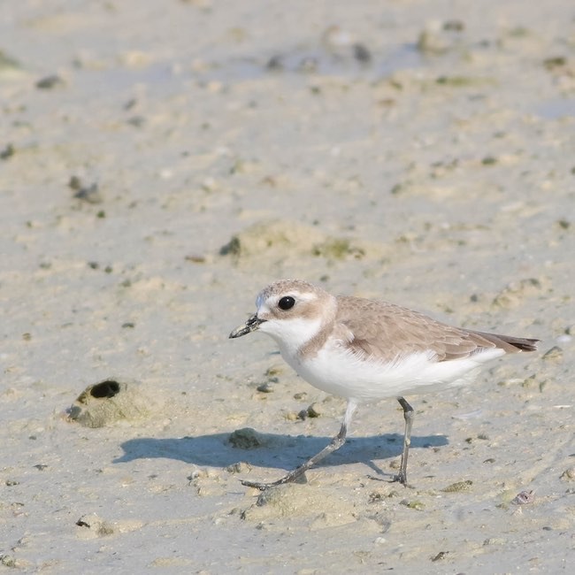 kentish plover in dohat arad lagoon.jpg