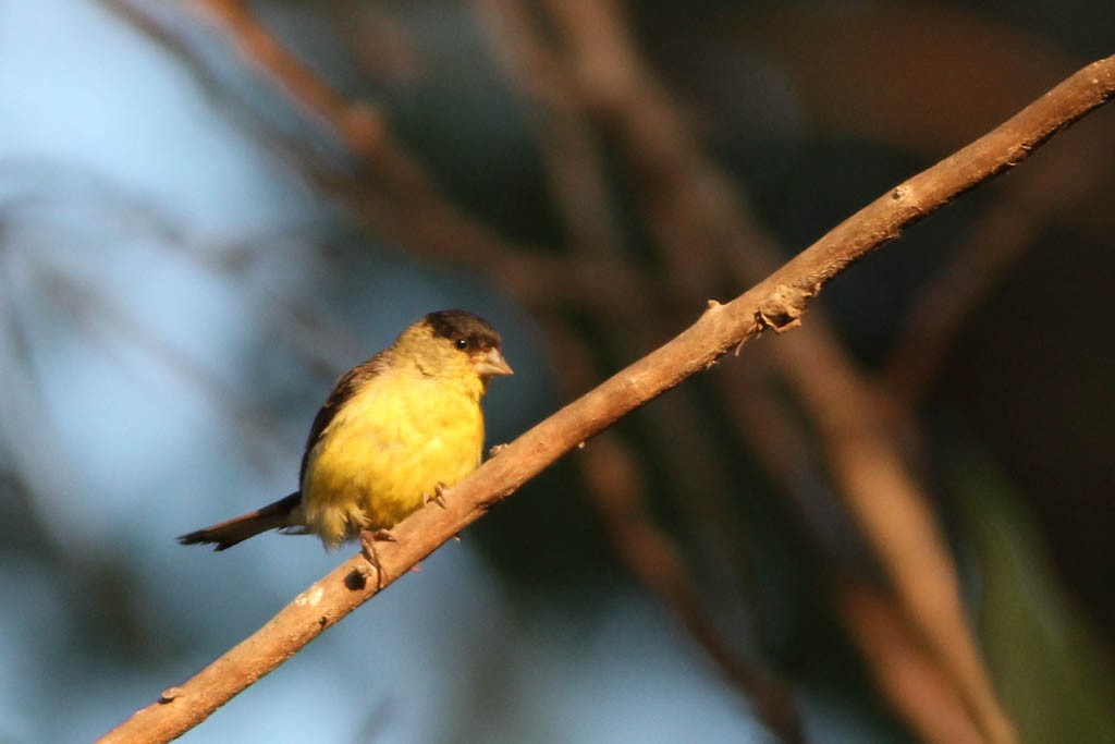 lesser-goldfinch-1.jpeg