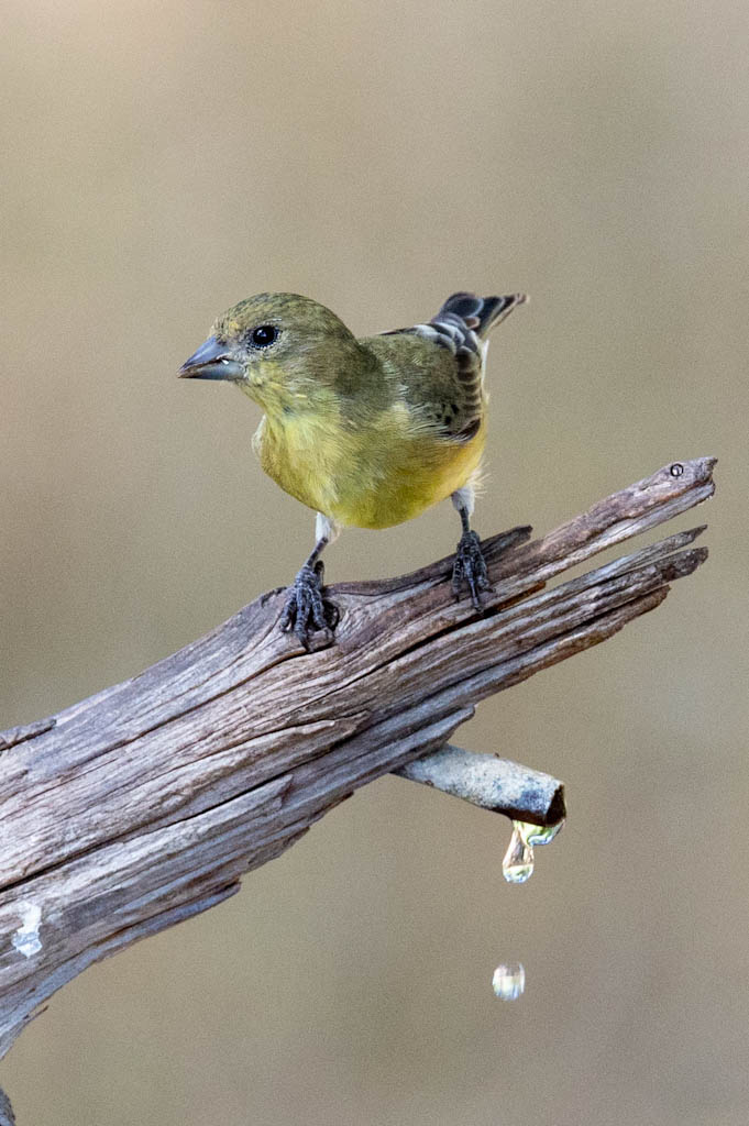 lesser-goldfinch-2.jpeg