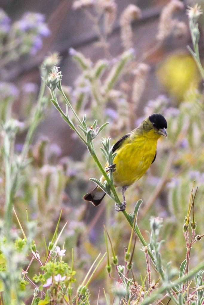 lesser-goldfinch-3.jpeg