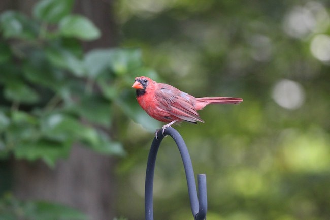 northern cardinal on perch in long island.jpg