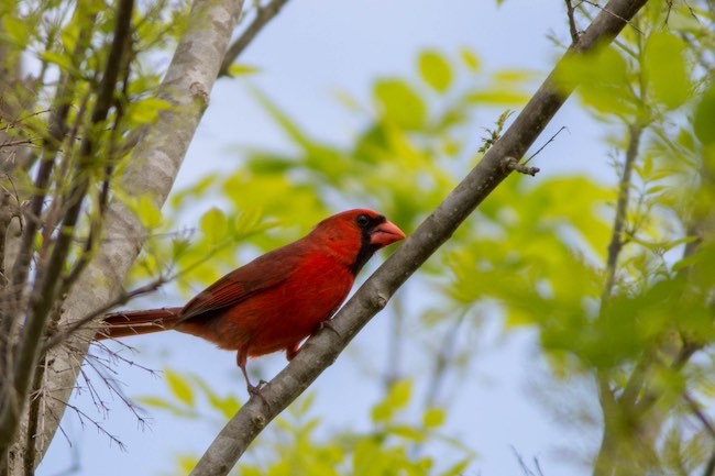 Northern Cardinal on tree branch.jpg