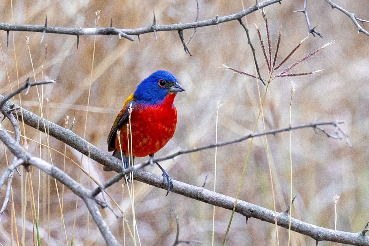 painted-bunting-2.jpeg