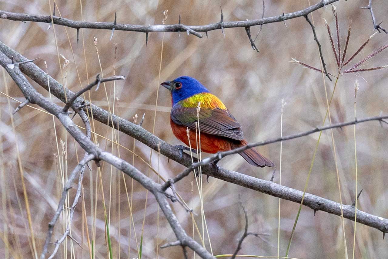 painted-bunting-3.jpeg