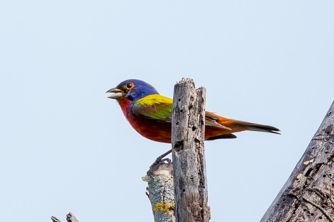 painted-bunting-4.jpeg