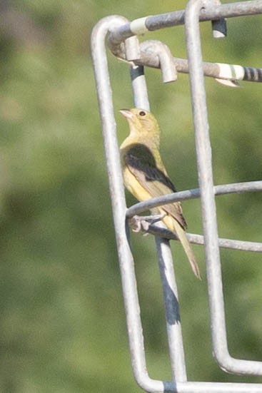 painted-bunting-female.jpeg