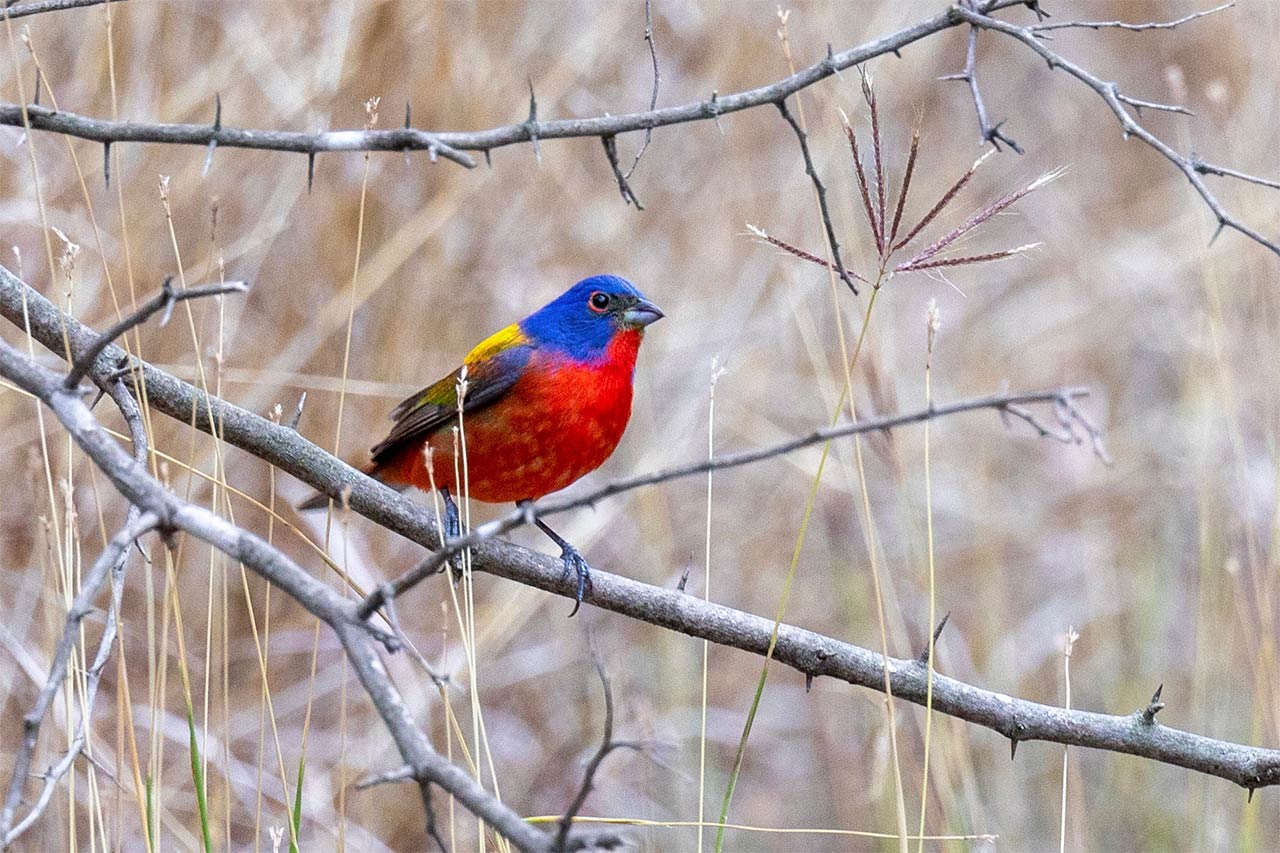 painted-bunting.jpeg