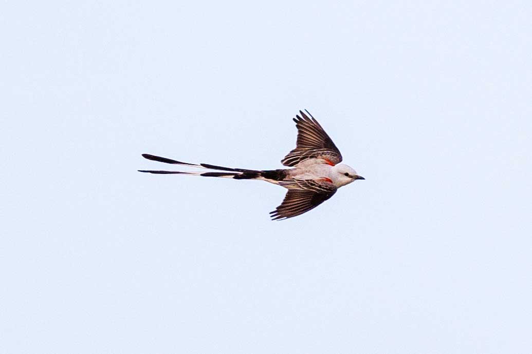scissor-tailed-flycatcher4.jpeg