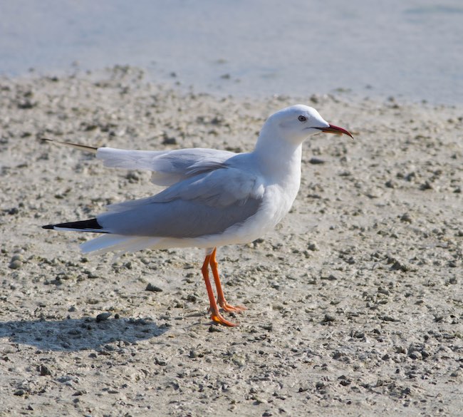 slender-billed gull in dohat arad lagoon.jpg