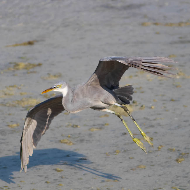 western reef-heron in flight.jpg