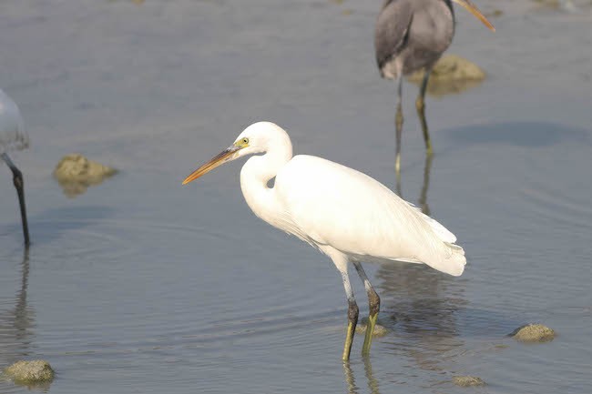 western reef-heron light morph.jpg