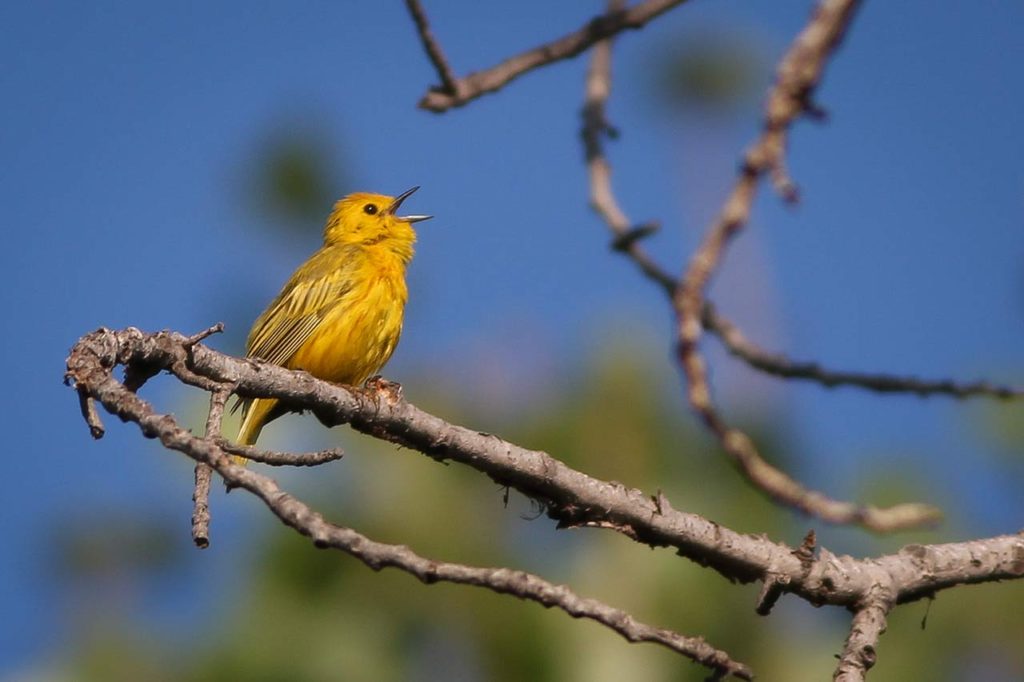 yellow-warbler-1.jpg