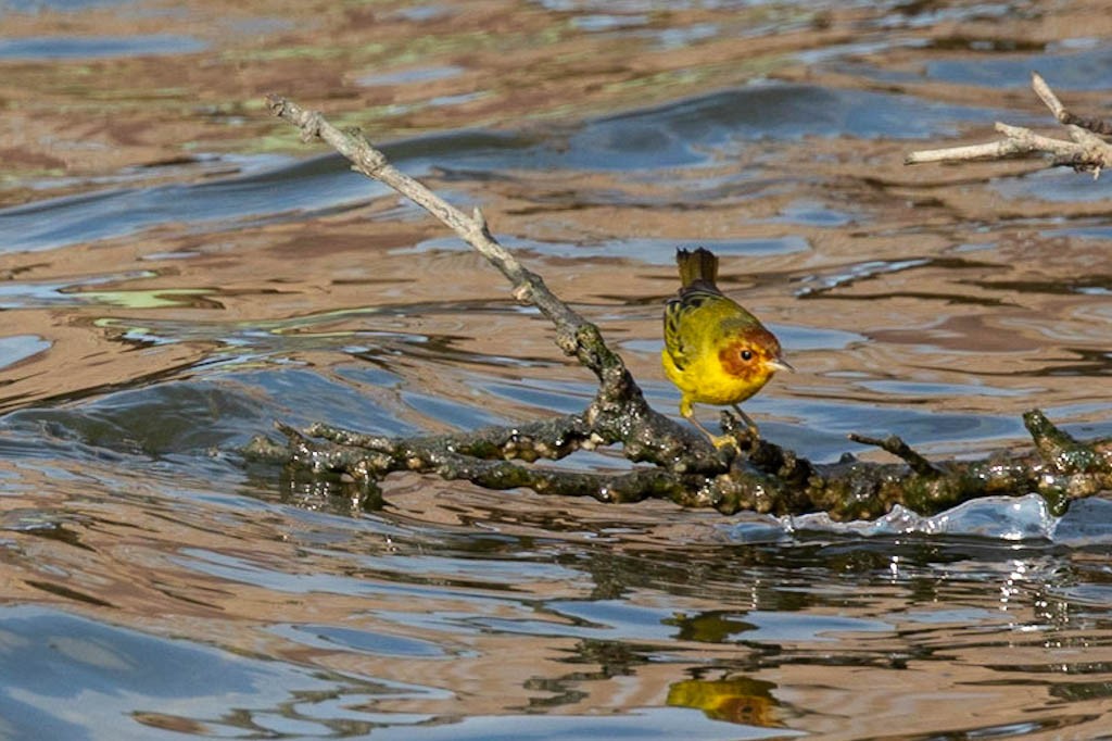 yellow-warbler-2.jpeg