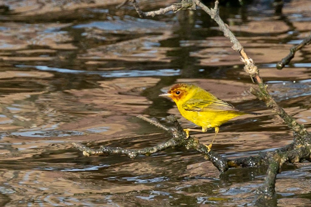 yellow-warbler-3.jpeg