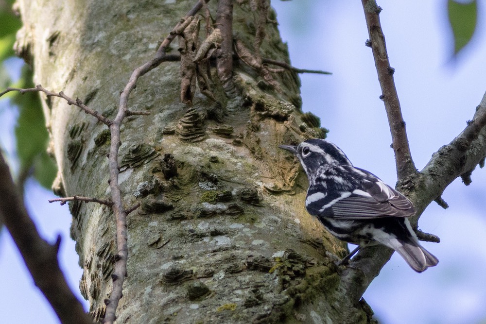 black and white warbler in tree 2.jpg