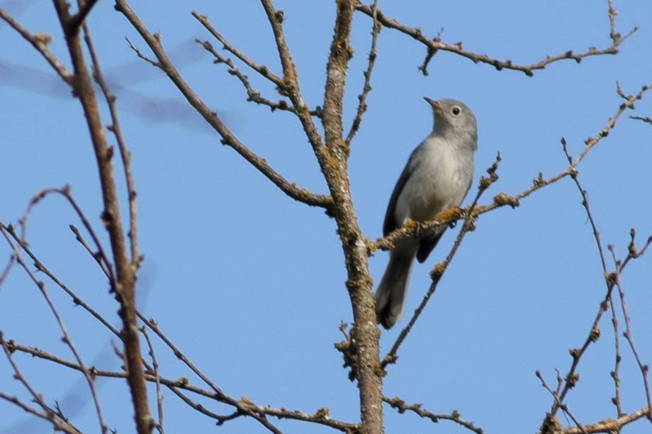 bluegray gnatcatcher in tree.jpg