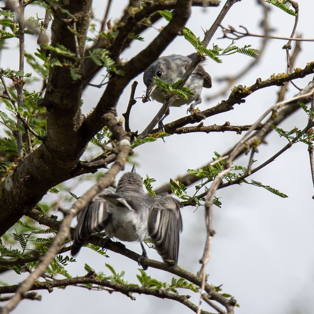 bluegray gnatcatchers in tree.jpg