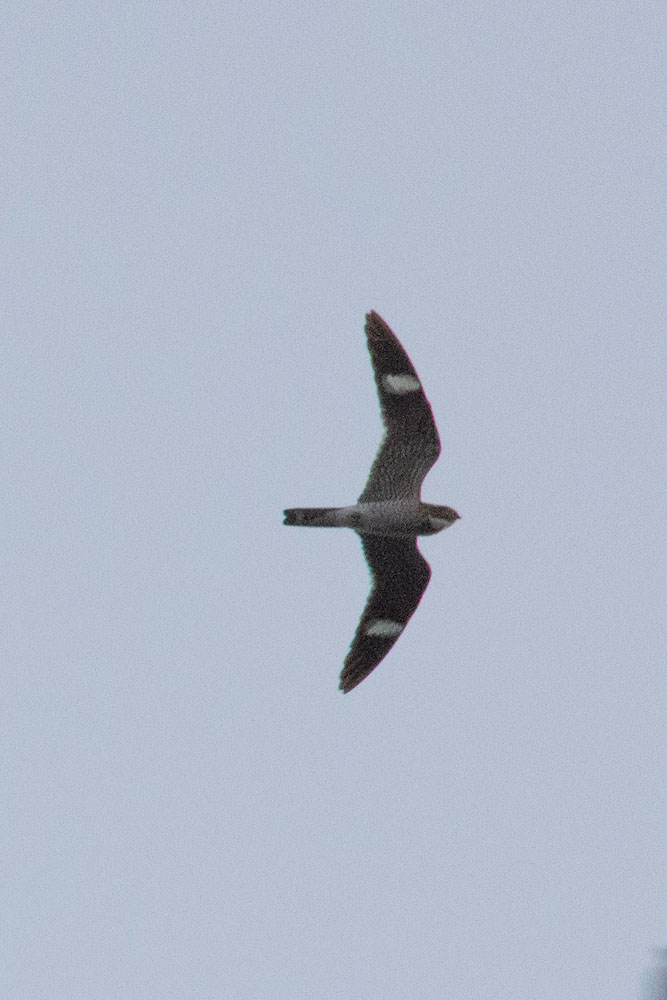 common nighthawk in flight.jpg