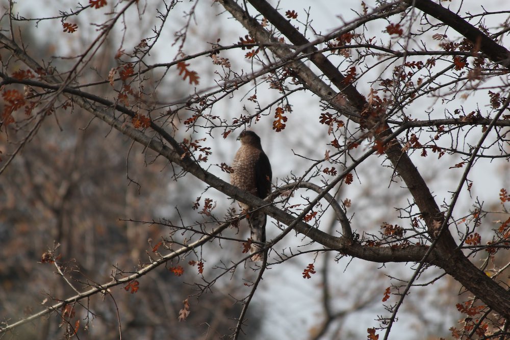 cooper's hawk in fall tree.jpg