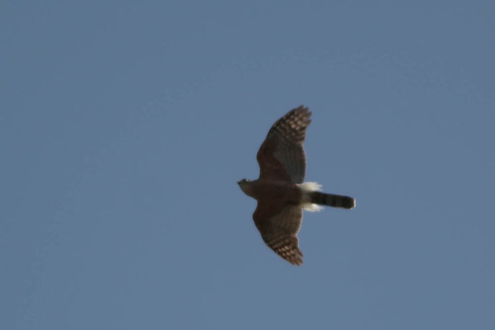 cooper's hawk in flight .jpg