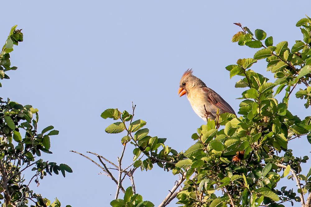 female cardinal in tree.jpeg