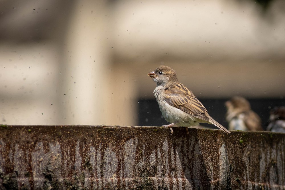female house sparrow on fountain 2.jpg