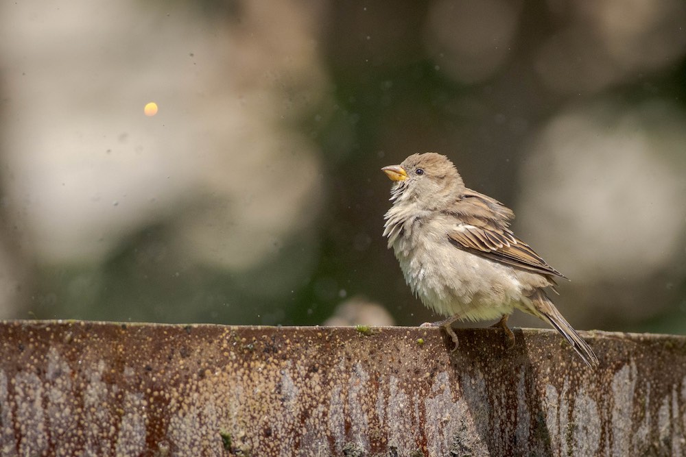 female house sparrow on fountain.jpg