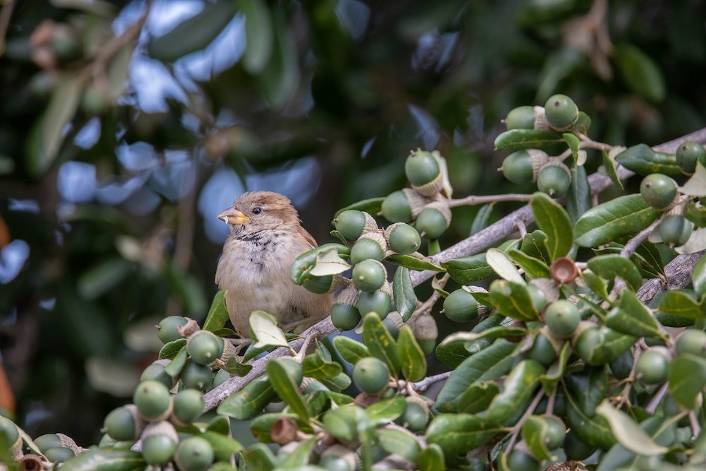 female house sparrow.jpg