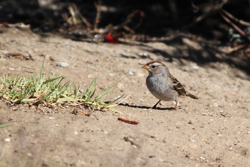 female white crowned sparrow on ground.jpg