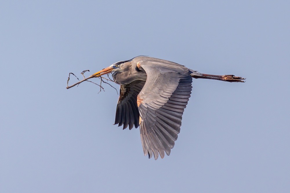 great blue heron flying.jpg