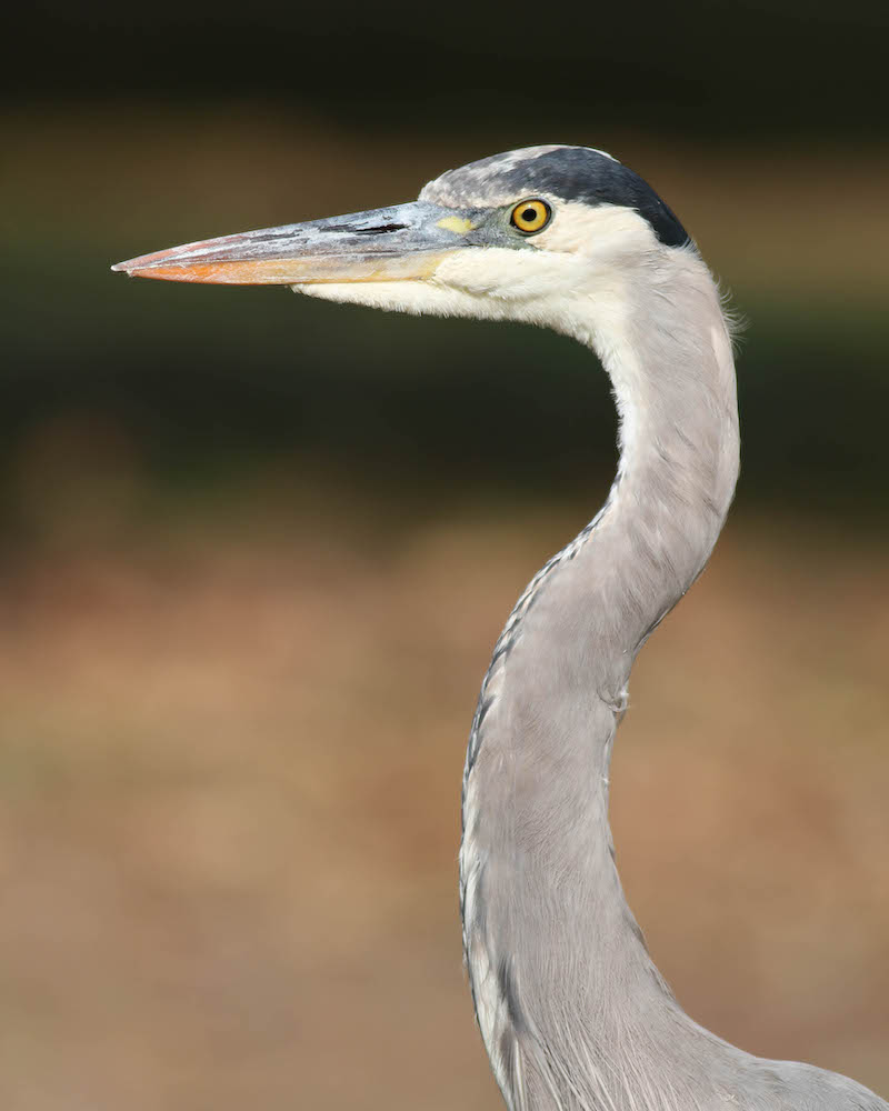 great blue heron head profile.jpg